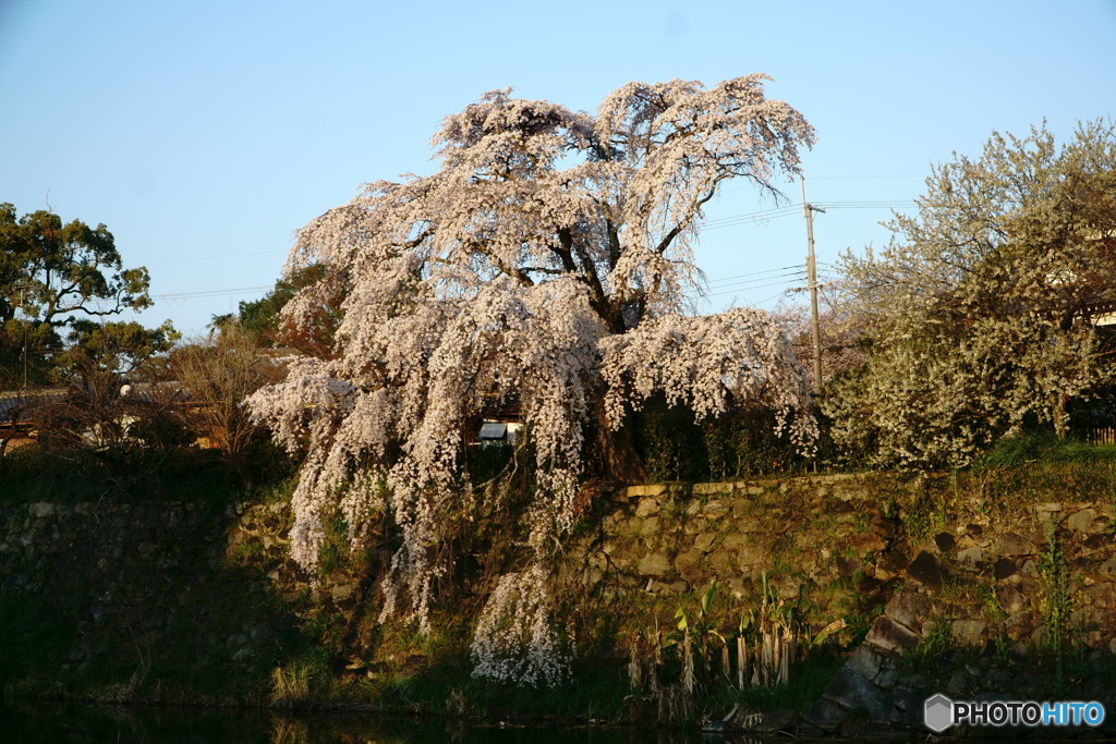 枝垂れサクラ