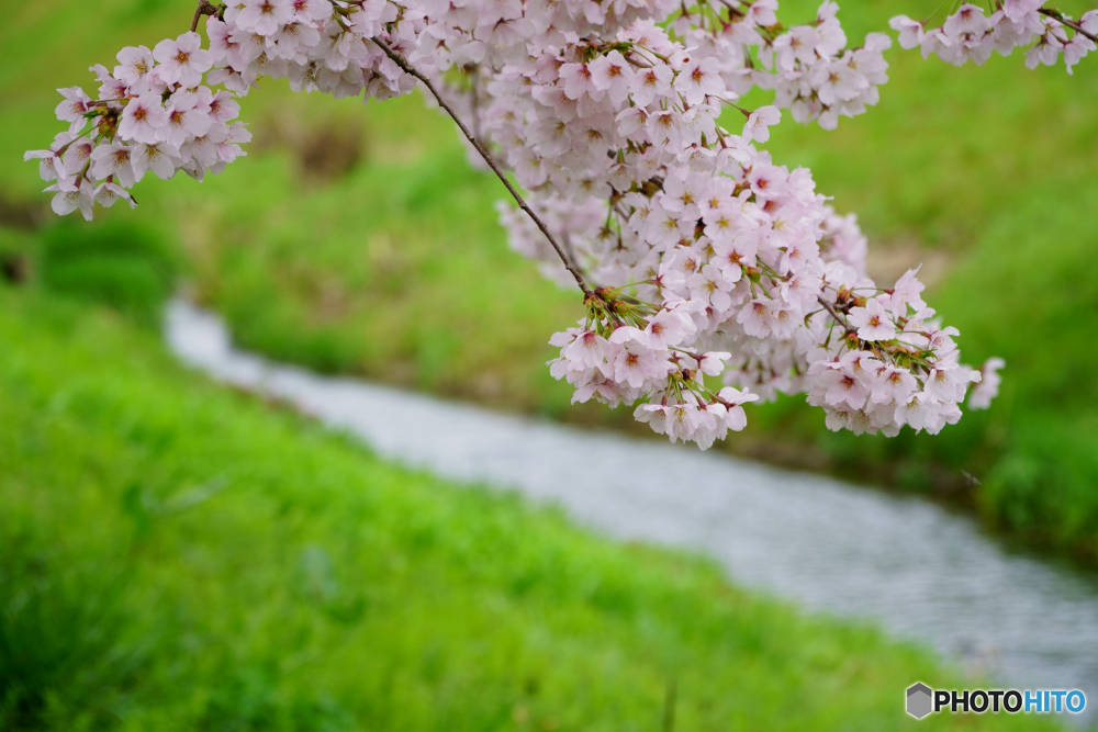 川桜