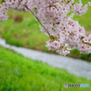 川桜