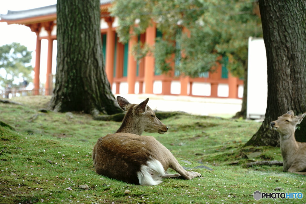 気持ちよさそうに