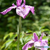 菖蒲
