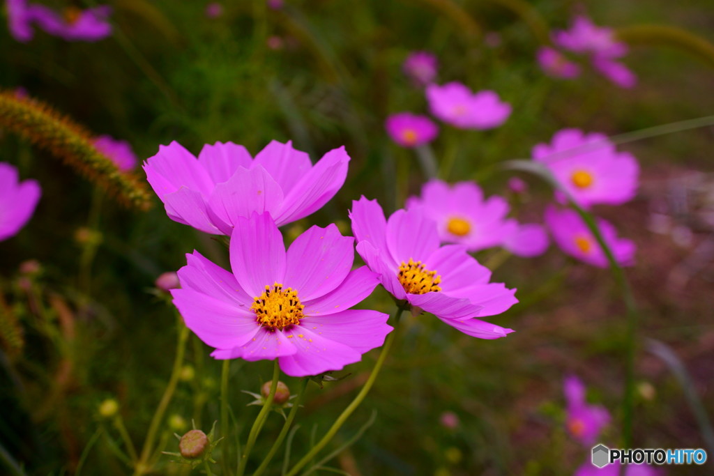 秋花