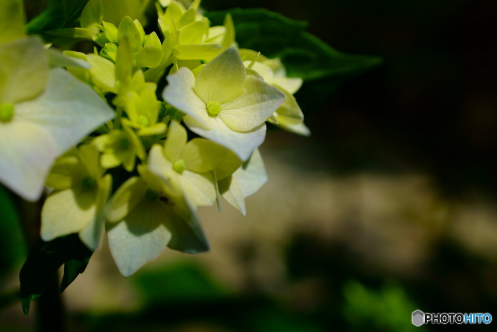 紫陽花