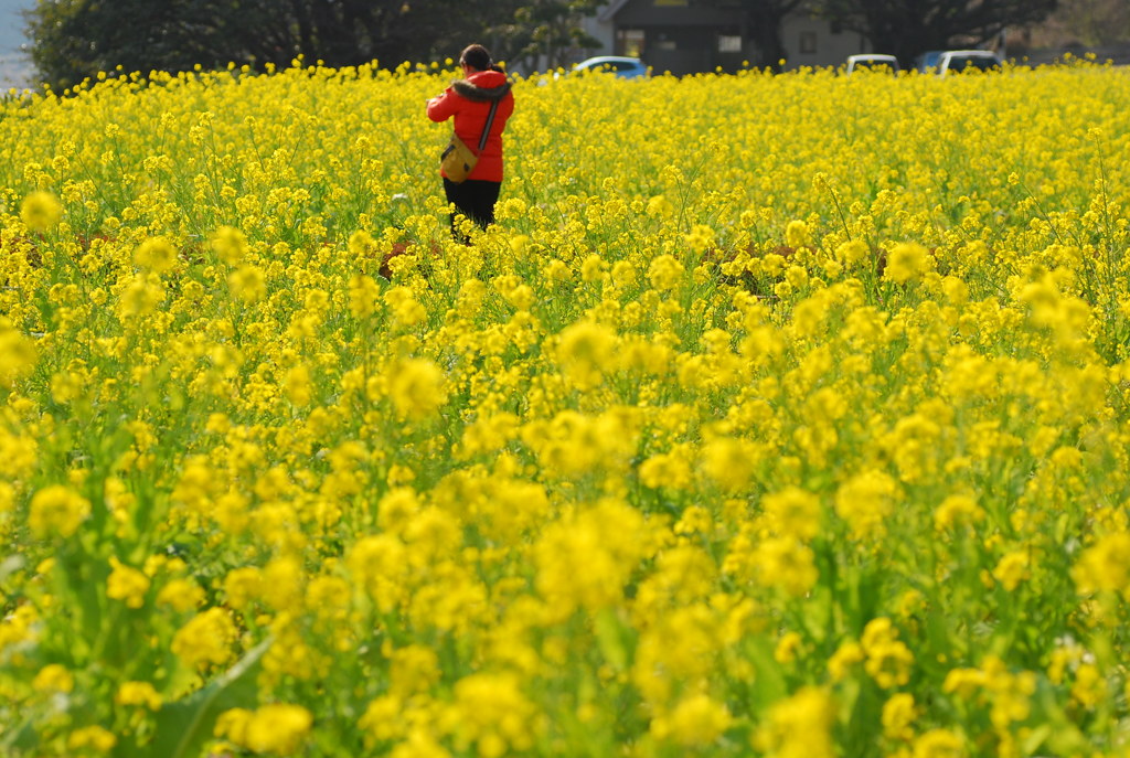 菜の花の中で