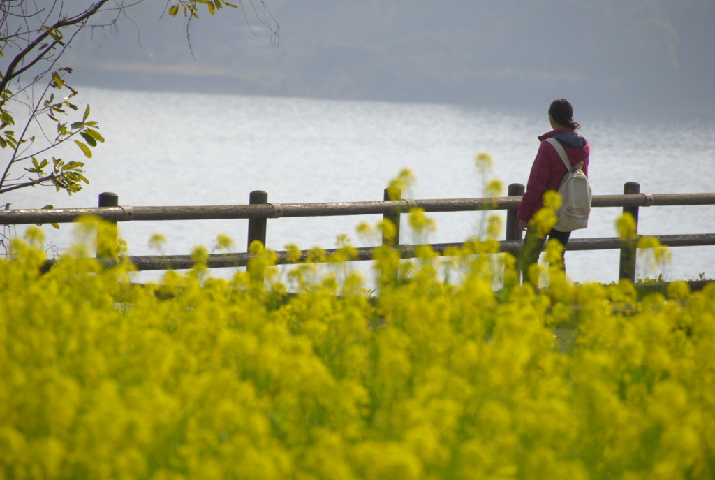 菜の花に想う