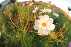 秋桜に秋茜