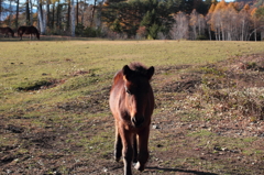 駆け寄る仔馬 8