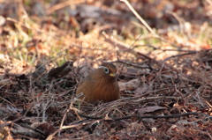 田貫湖のガビチョウ？