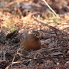 田貫湖のガビチョウ？