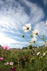 秋空や朝陽に向かう秋桜