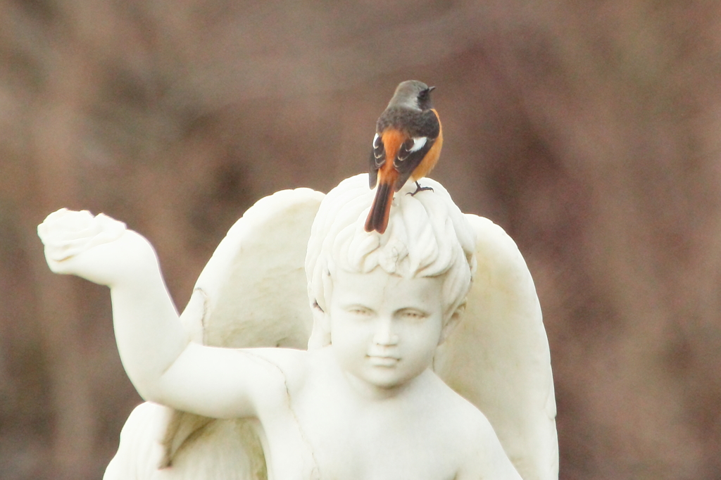 成川美術館で鳥撮り 2