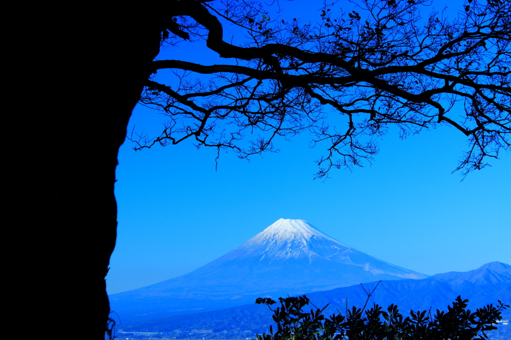 柏槇の森から