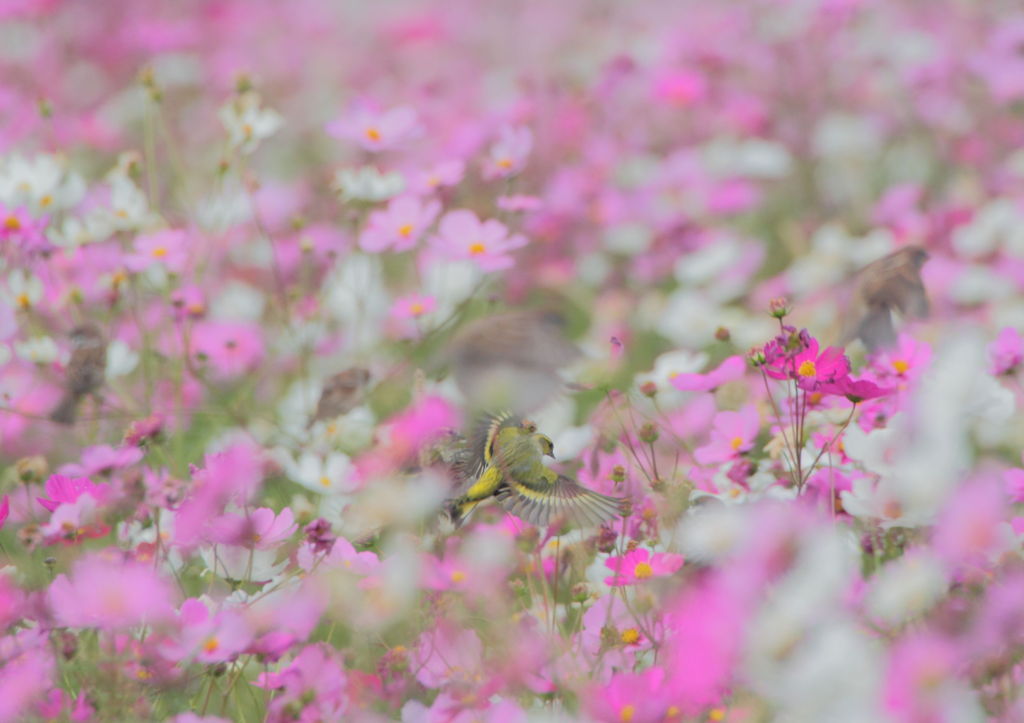 鳥たちのコスモスフェスタ 1/2