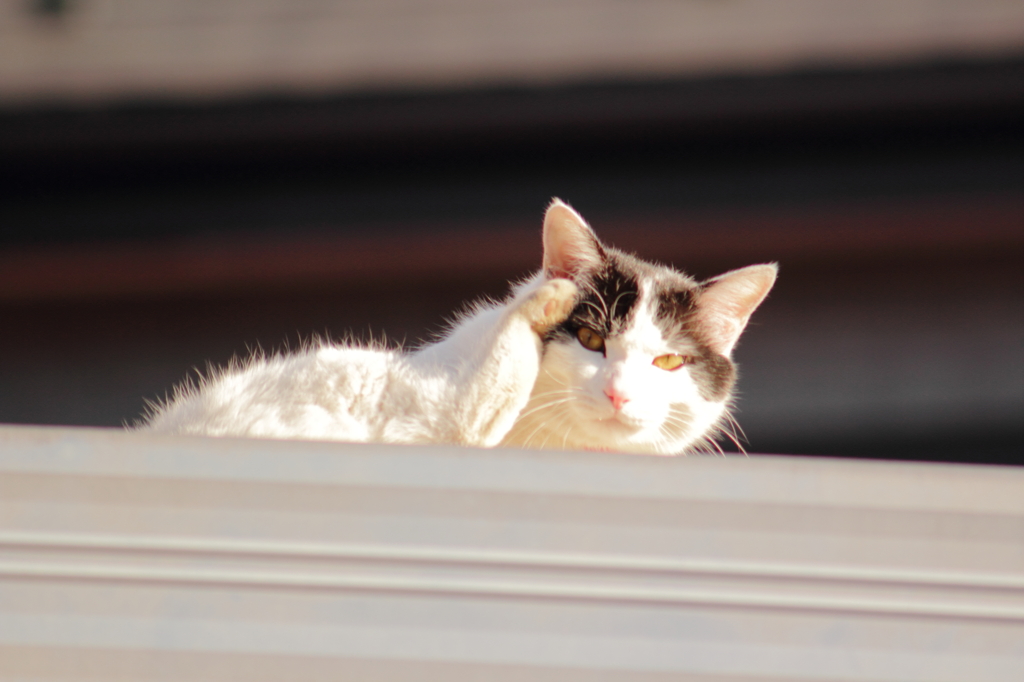 まねきねこ