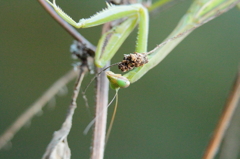 越冬カマキリ？