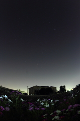コスモス畑に流れ星