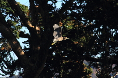 神池のゴイサギ幼鳥