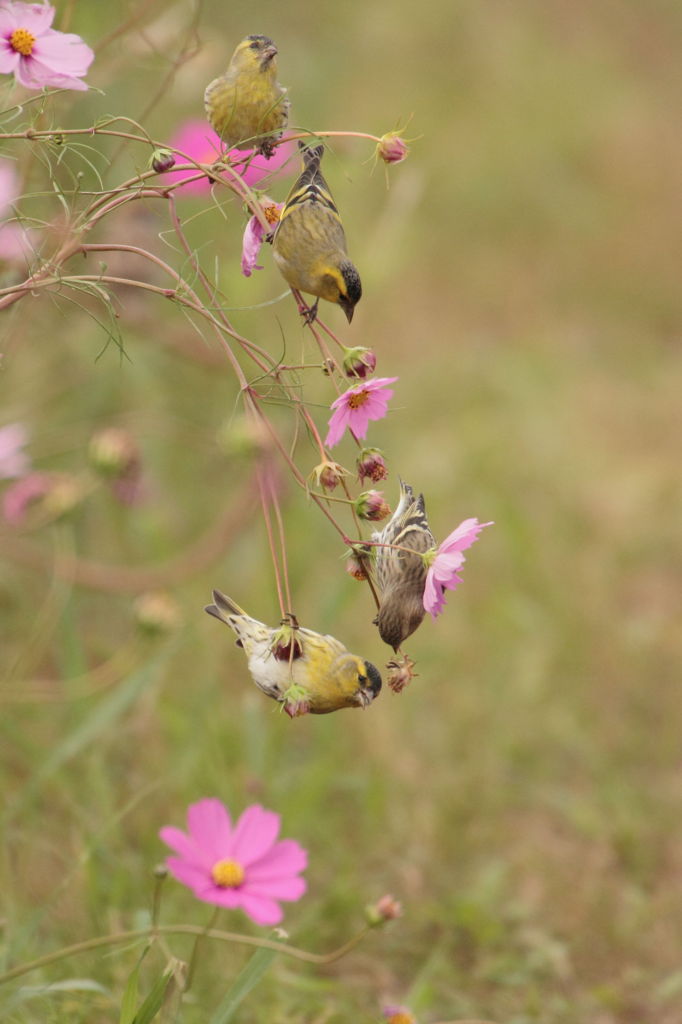 鳥たちのコスモスフェスタ 2/2 マヒワ 鈴なり