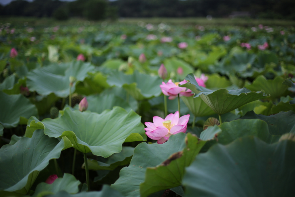 唐比蓮園4