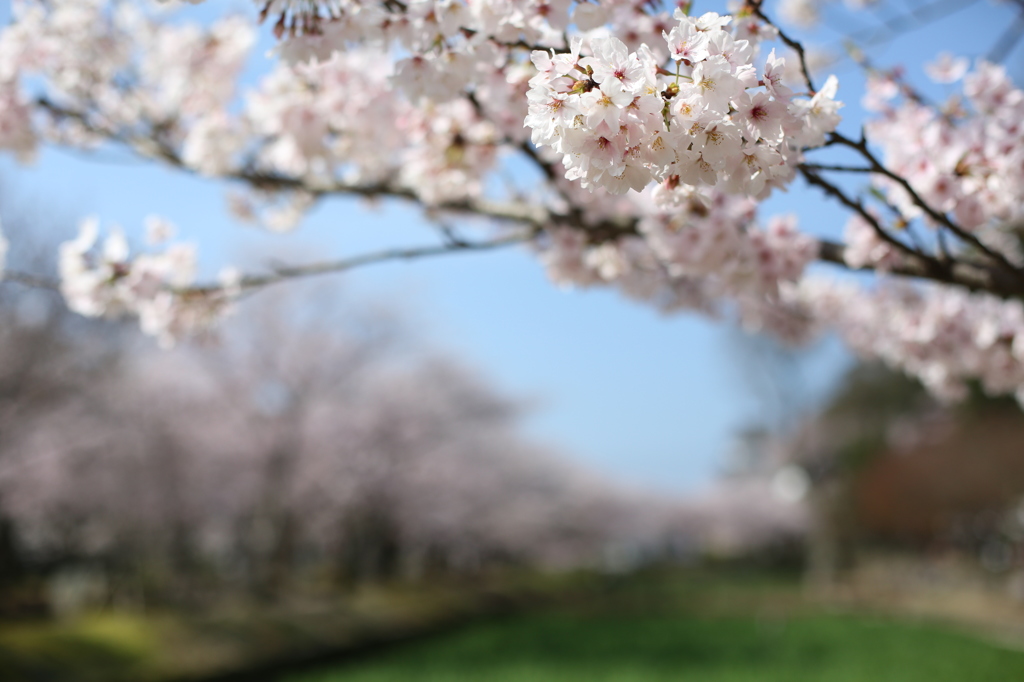 大村公園　1