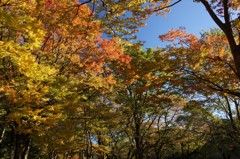 井の頭公園