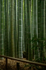 報国寺の竹
