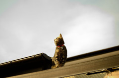 家猫