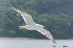 ばびゅーん