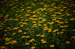 DSC04561