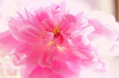 DSC08975