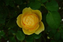 DSC08786