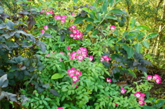 DSC08749