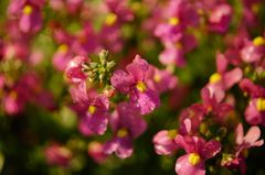 DSC02860