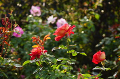 DSC08659