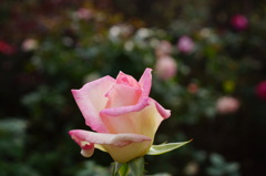 DSC08666