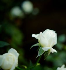 DSC08735