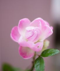 DSC00898