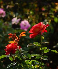 DSC08656