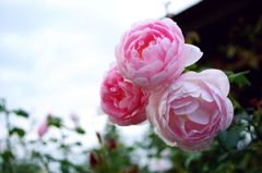DSC08780