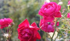DSC08594