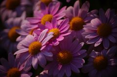 DSC02920