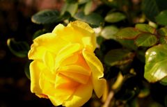 DSC08709