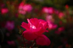 DSC08632