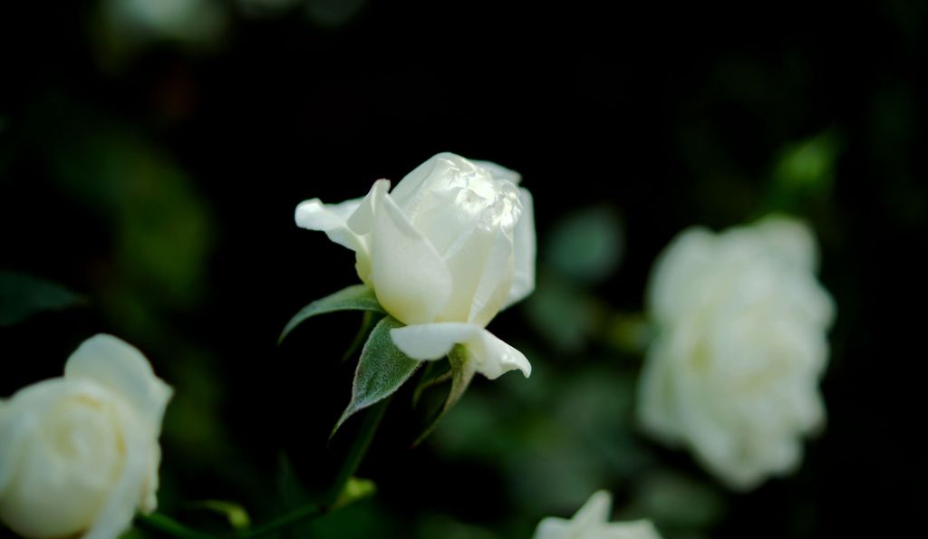 DSC08736