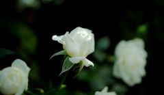 DSC08736
