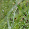 DSC04509
