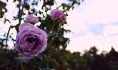 DSC08697