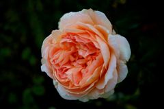 DSC08766