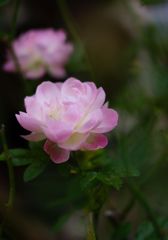 DSC00905
