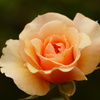 DSC04686